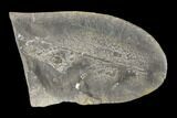 Fossil Macroneuropteris Seed Fern (Pos/Neg) - Mazon Creek #89940-3